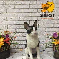 Салон красоты для животных SHERST Фото 2 на проекте Ufa.vetspravka.ru Салон красоты для животных SHERST Фото 2 на проекте Ufa.vetspravka.ru