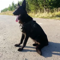 Профессиональная школа дрессировки собак Akita Dog School Фото 2 на проекте Ufa.vetspravka.ru Профессиональная школа дрессировки собак Akita Dog School Фото 2 на проекте Ufa.vetspravka.ru