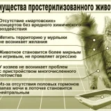 Ветеринарная клиника ВетДоктор Фото 2 на проекте VetSpravka.ru