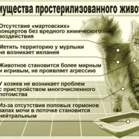 Ветеринарная клиника ВетДоктор Фото 2 на проекте Ufa.vetspravka.ru Ветеринарная клиника ВетДоктор Фото 2 на проекте Ufa.vetspravka.ru