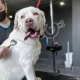 Груминг-салон Barberdog Фото 2 на проекте VetSpravka.ru