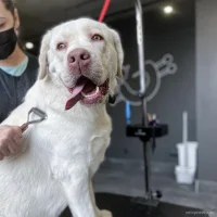 Груминг-салон Barberdog Фото 2 на проекте Ufa.vetspravka.ru Груминг-салон Barberdog Фото 2 на проекте Ufa.vetspravka.ru